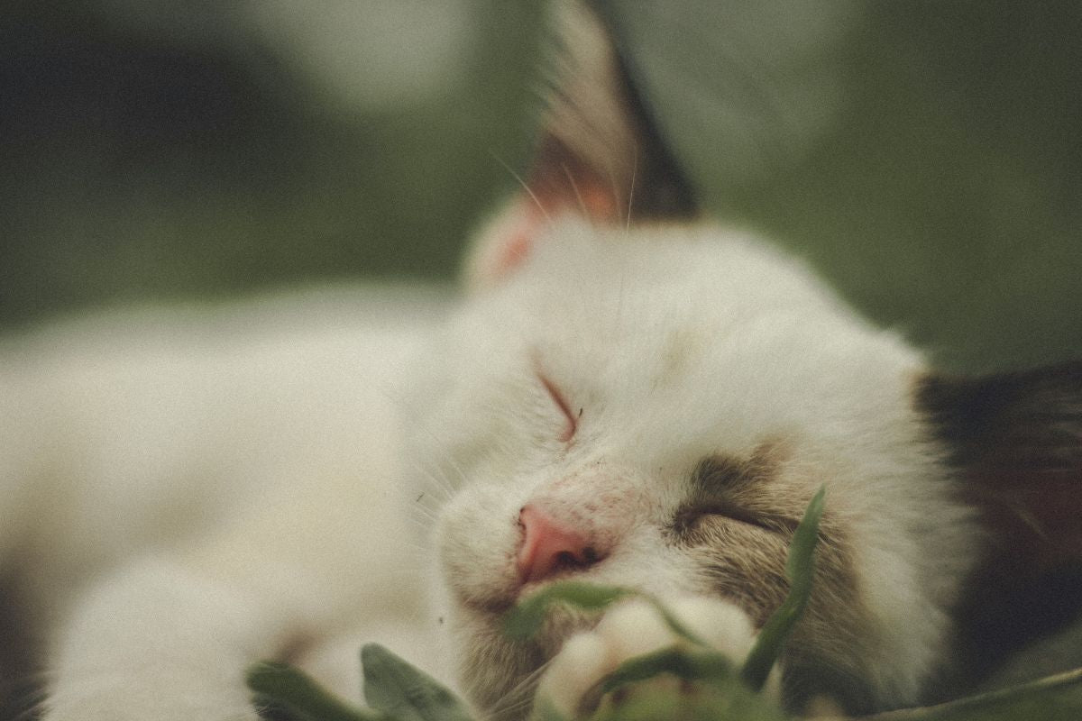 Comment endormir un chaton : astuces pour des nuits plus calmes - Muzo