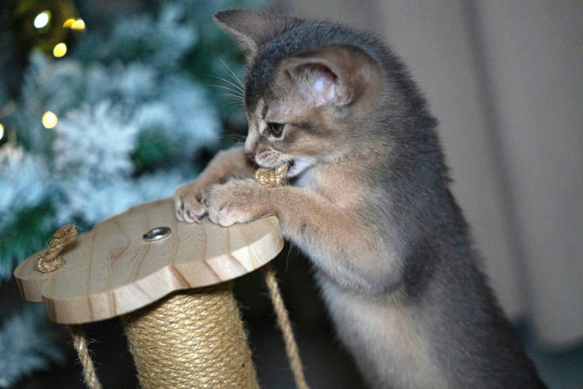 Comment jouer avec un chat : guide pratique - Muzo