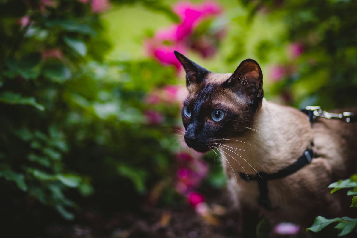 Comment mettre un harnais pour chat : guide pratique pour une promenade en toute sécurité - Muzo