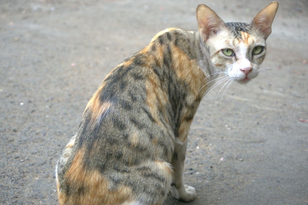Comment meurt un chat qui ne mange plus : comprendre les signes et agir rapidement - Muzo