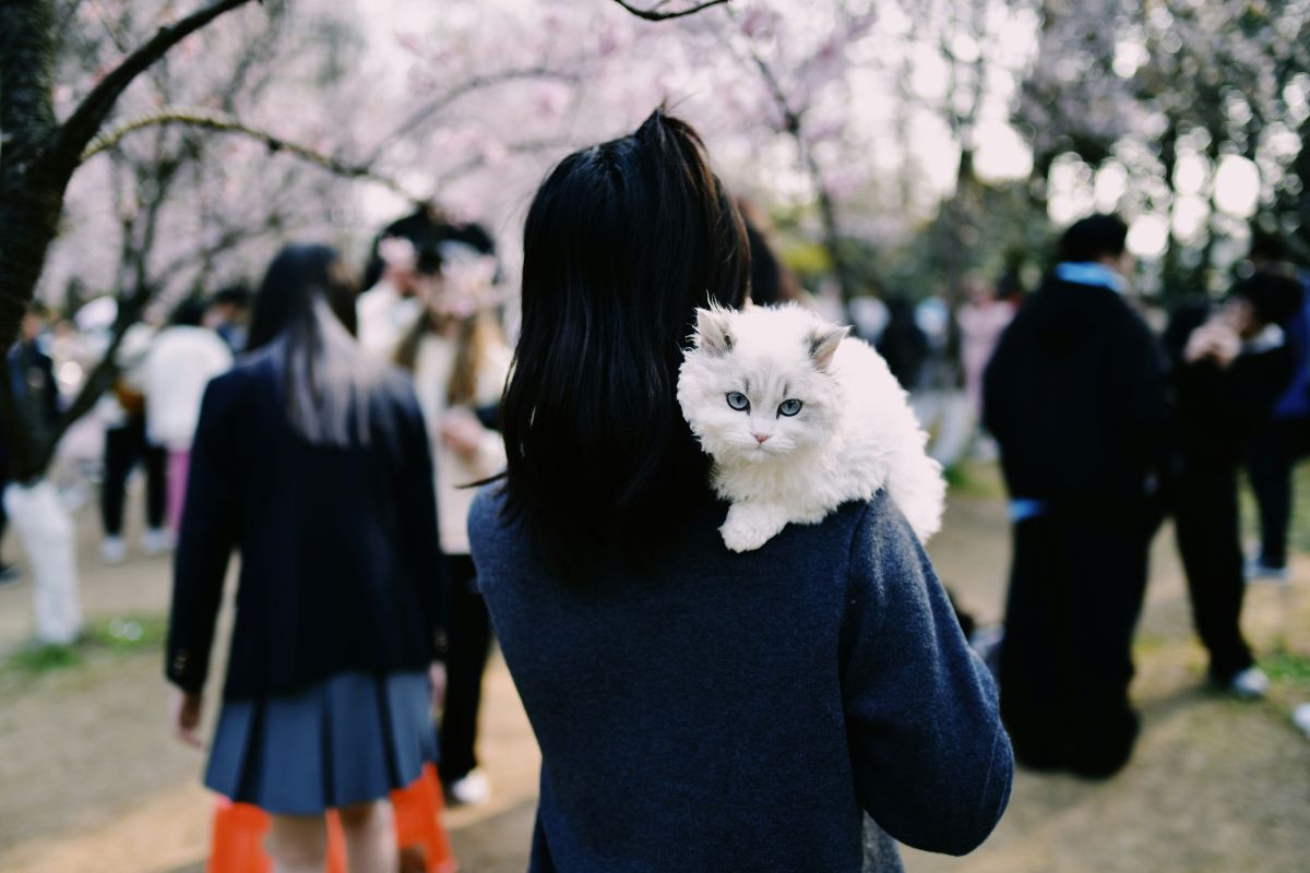 Comment porter un chat : les bons gestes pour le soulever sans stress - Muzo