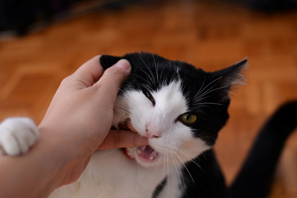 Comment punir un chat qui attaque : comprendre et corriger ce comportement - Muzo