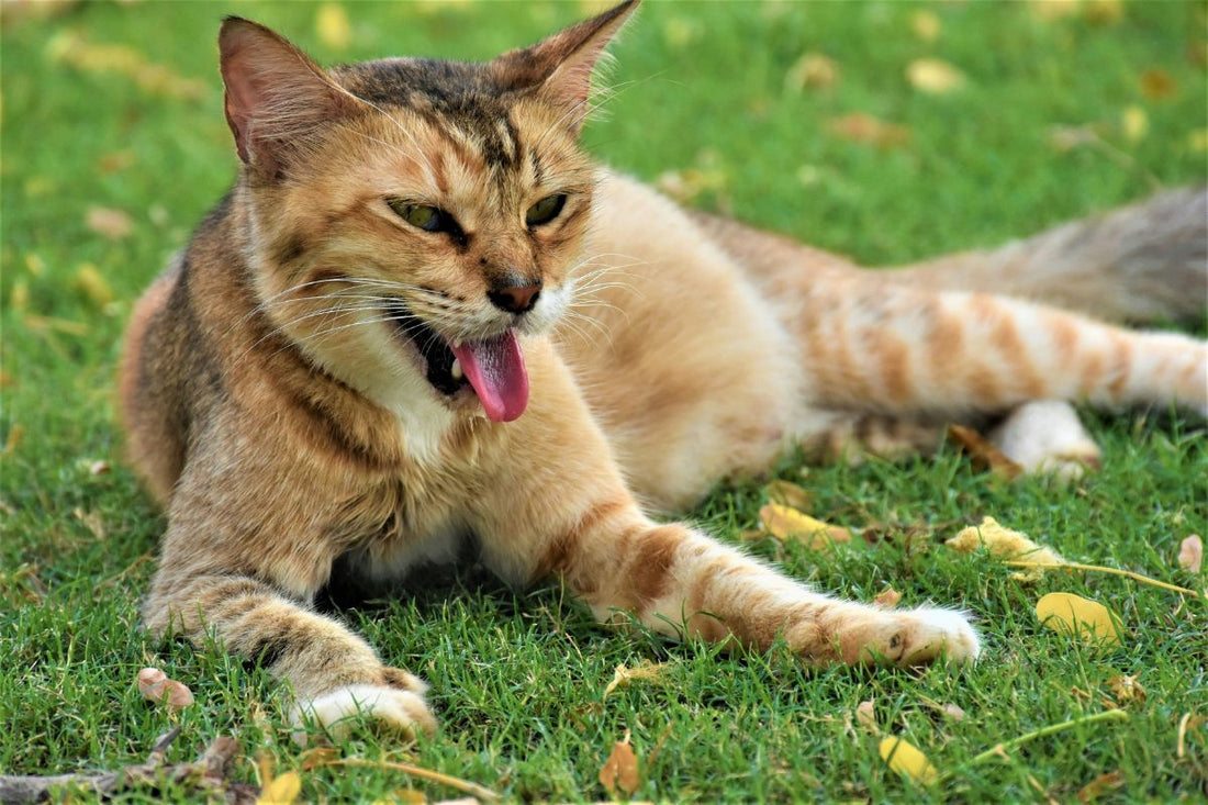 Comment rafraichir son chat : les gestes sûrs pendant les fortes chaleurs - Muzo