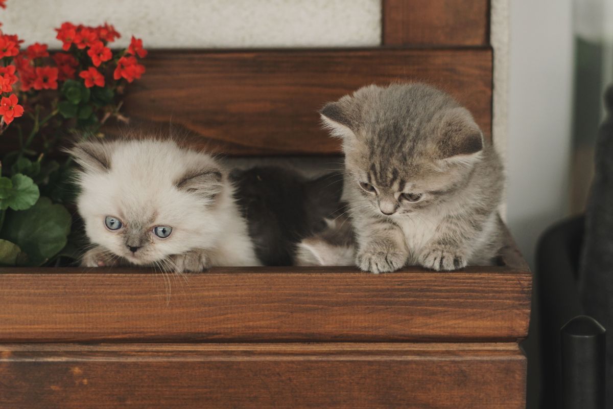 Comment reconnaître un chaton mâle ou femelle ? - Muzo