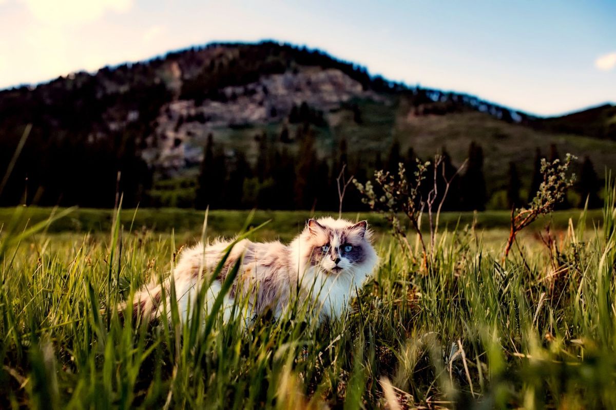 Comment savoir l'âge d'un chat : les méthodes les plus fiables - Muzo