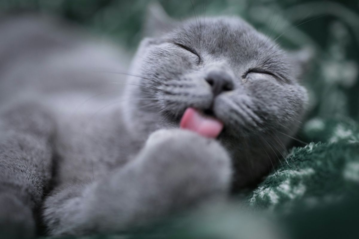 Comment savoir si mon chat est heureux