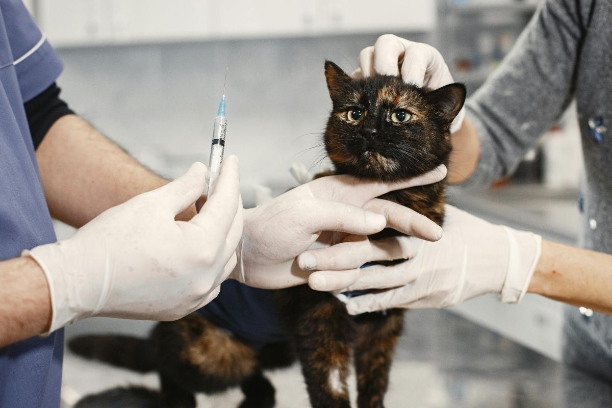 Comment soigner le coryza du chat sans vétérinaire ? Tout savoir - Muzo