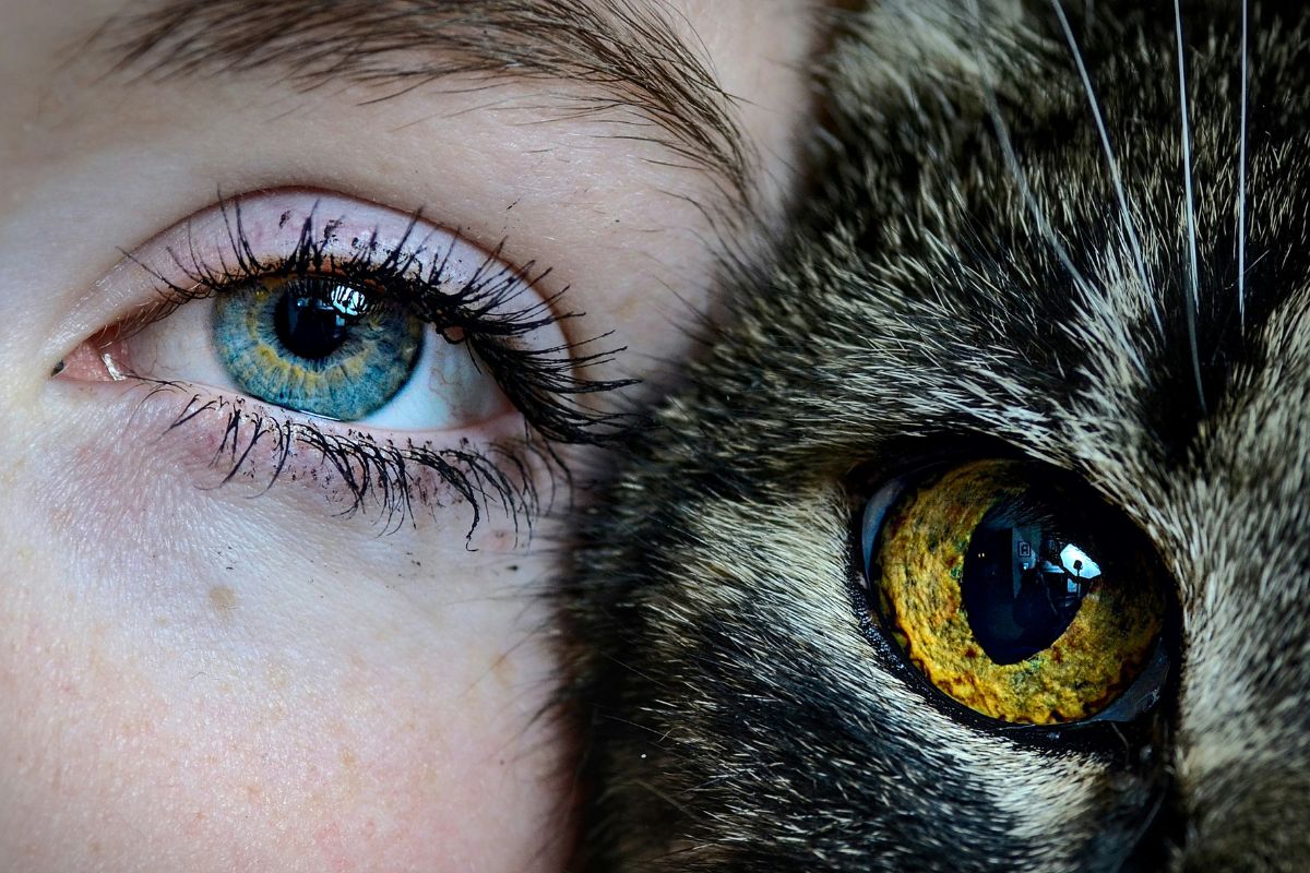 En combien de temps un chat oublie son maître ? Tout savoir - Muzo