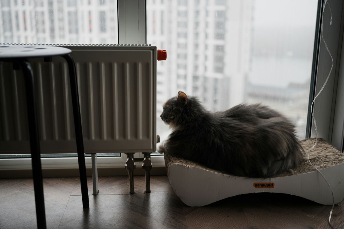 Espérance de vie chat appartement : durée et conseils - Muzo