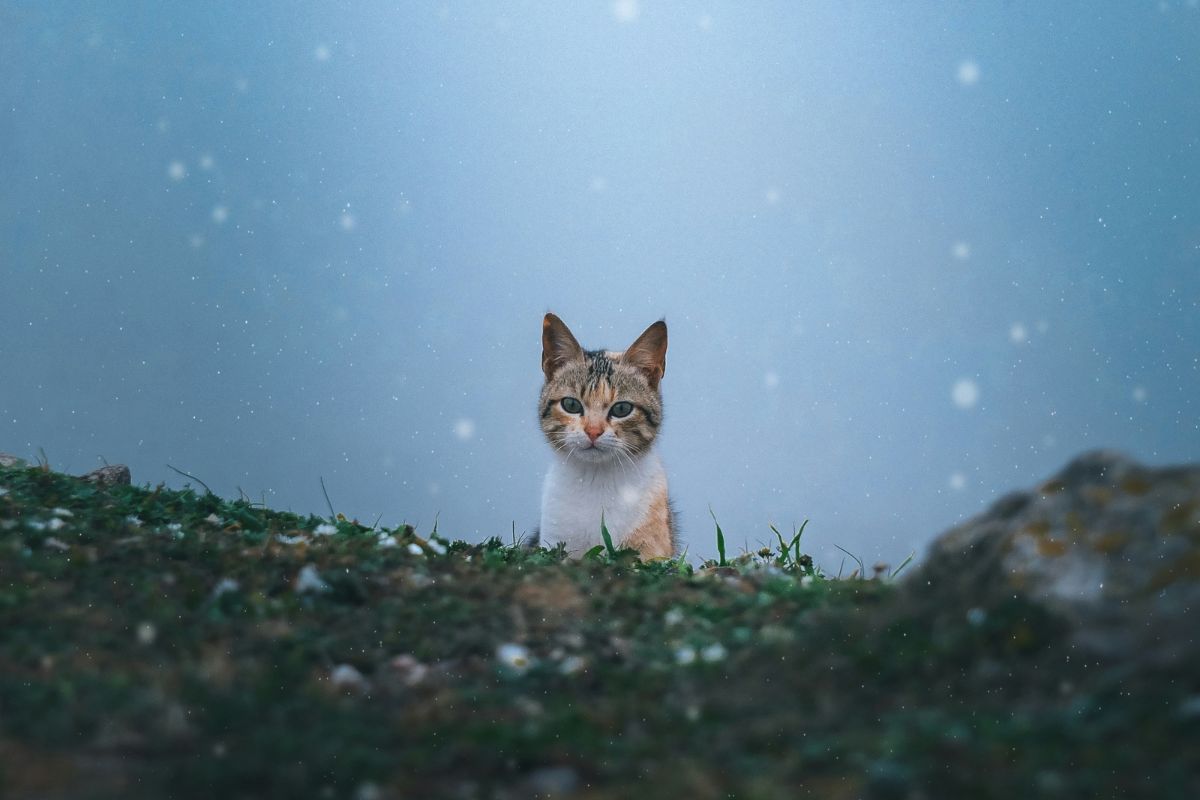 Espérance de vie chat : durée, facteurs et conseils - Muzo