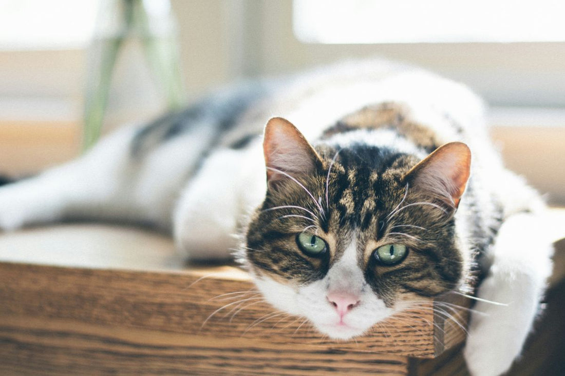 Espérance de vie chat stérilisé : durée, facteurs et conseils pour prolonger sa vie - Muzo