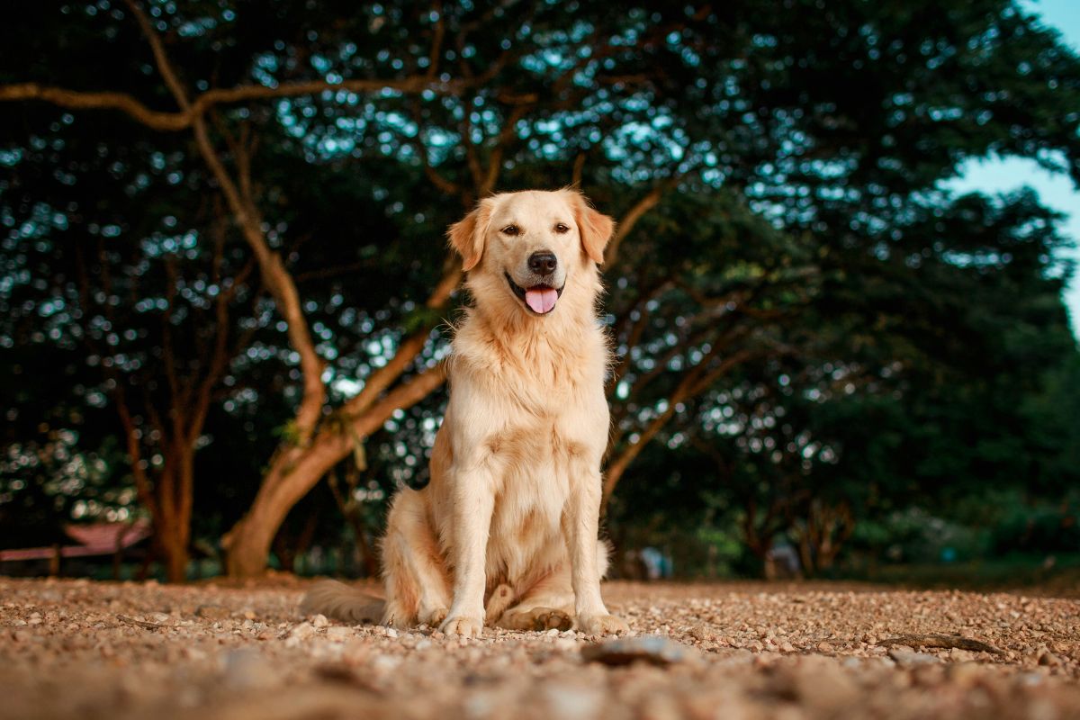 Golden Retriever prix : tout savoir avant d’adopter - Muzo