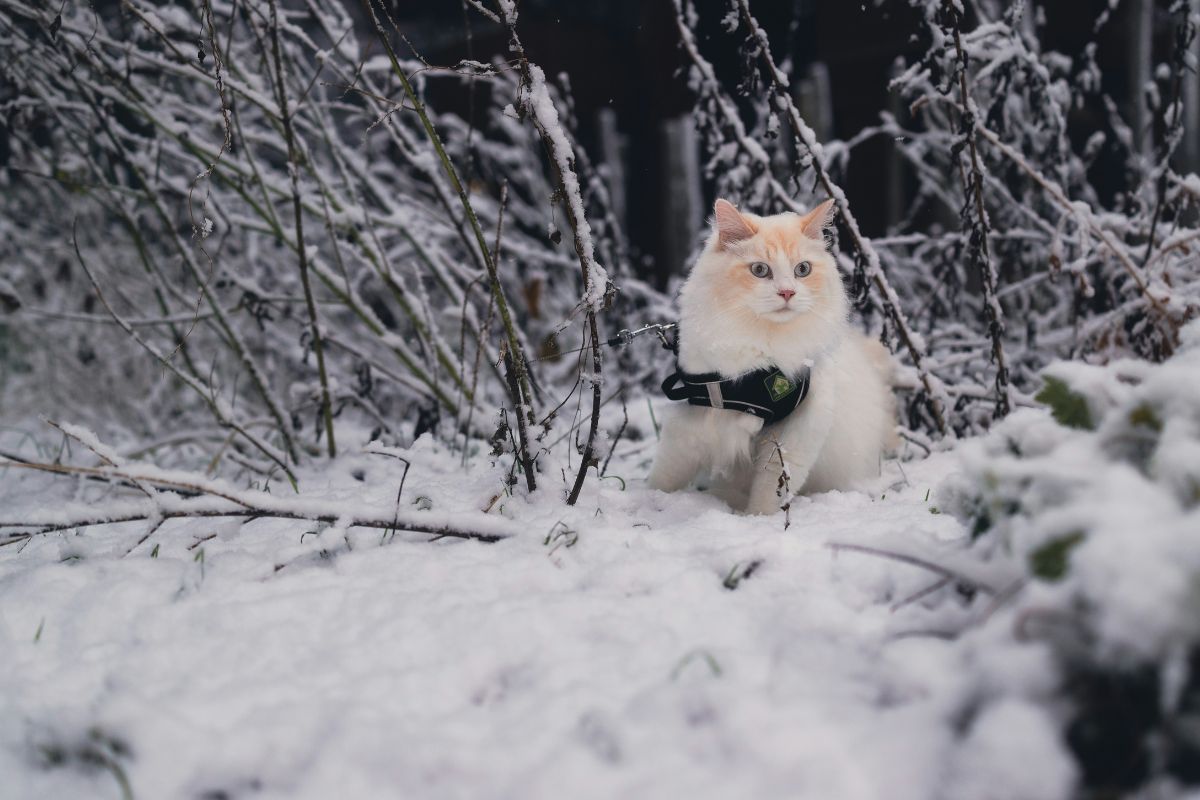 Harnais pour chat comment le mettre : étapes simples et sûres - Muzo