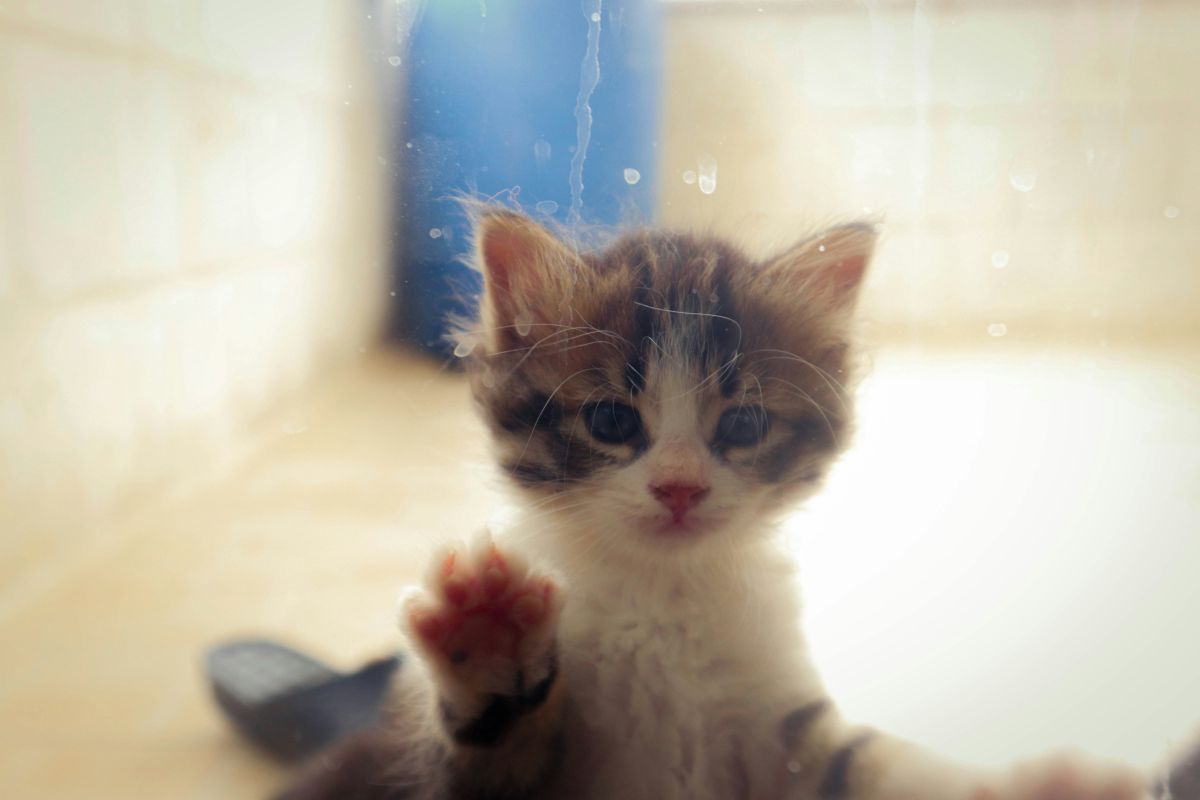 Laver un chaton sans shampoing : guide complet et sûr - Muzo