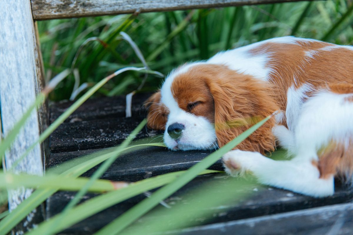Le Cavalier King Charles prix : guide complet et budget réel - Muzo