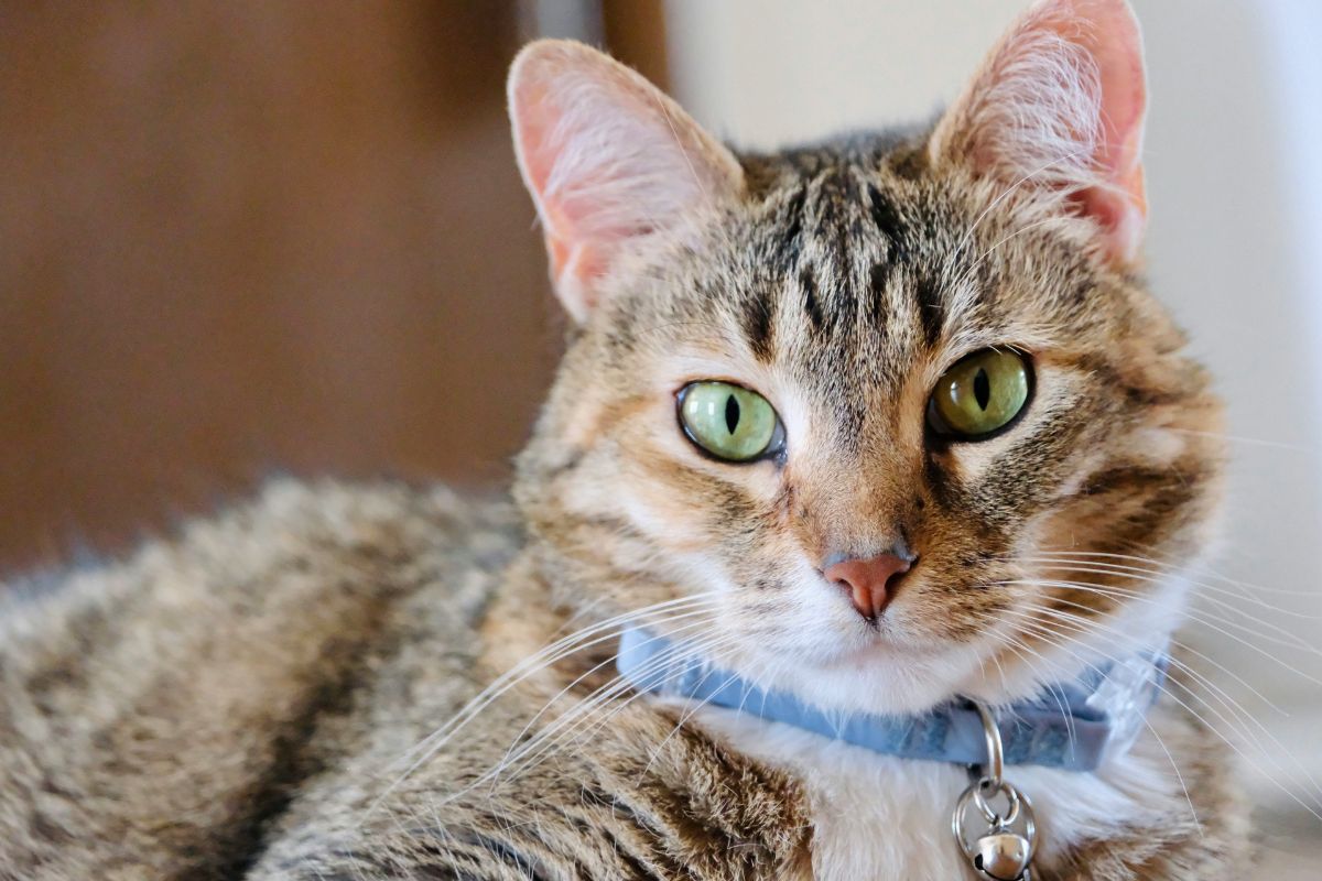 Meilleur collier chat : comment choisir le bon modèle - Muzo