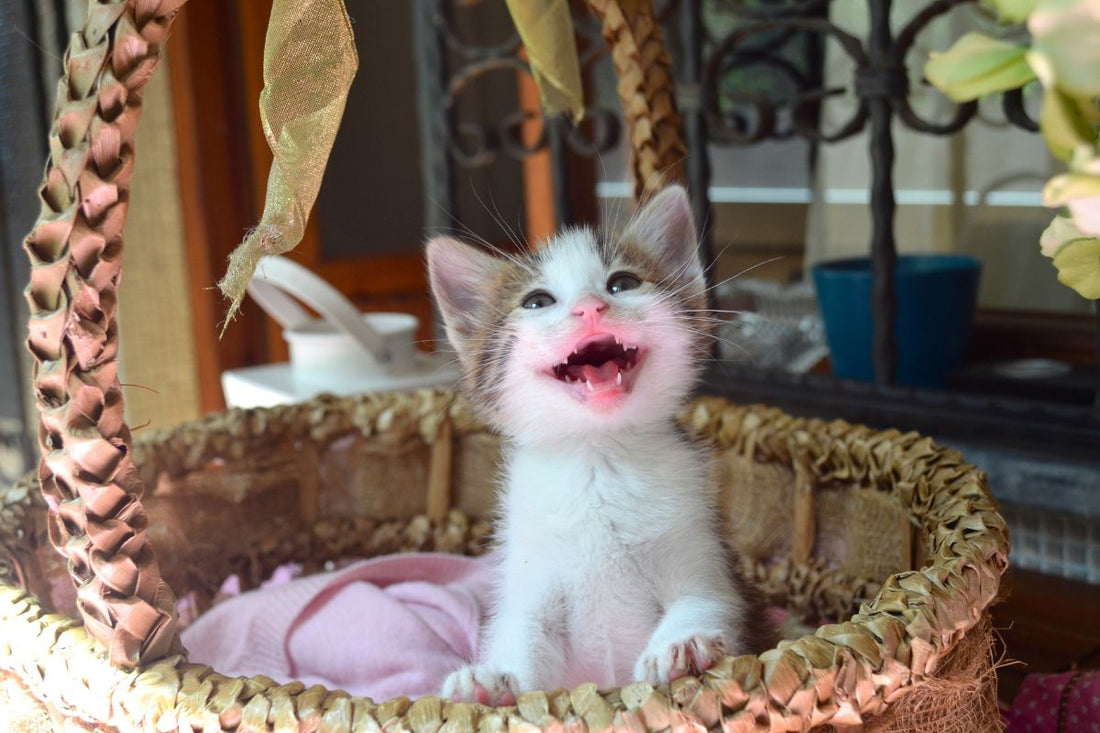Miaulement de chat : comprendre ce que votre chat veut dire - Muzo