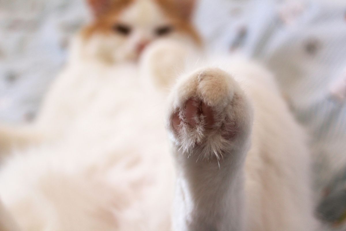 Mon chat a mal à la patte comment le soulager ? - Muzo