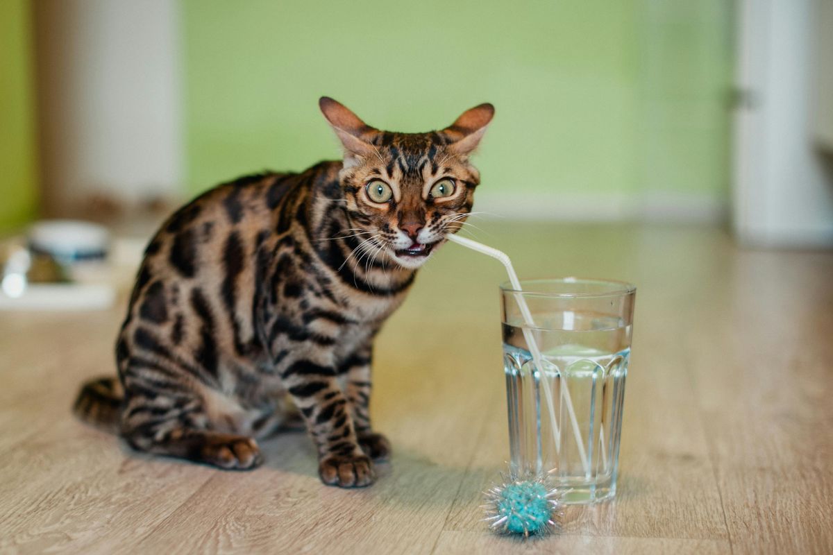 Mon chat boit beaucoup : comprendre les causes et agir efficacement - Muzo