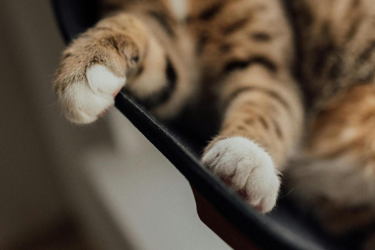 Mon chat boite mais je ne vois rien : comprendre et agir vite - Muzo