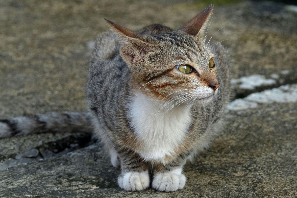 Mon chat vomit souvent : causes, conseils et que faire ? - Muzo