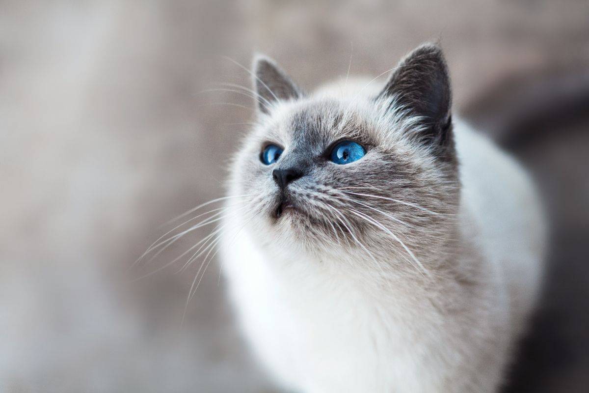Nom de chat : idées et prénoms pour votre félin mâle ou femelle - Muzo