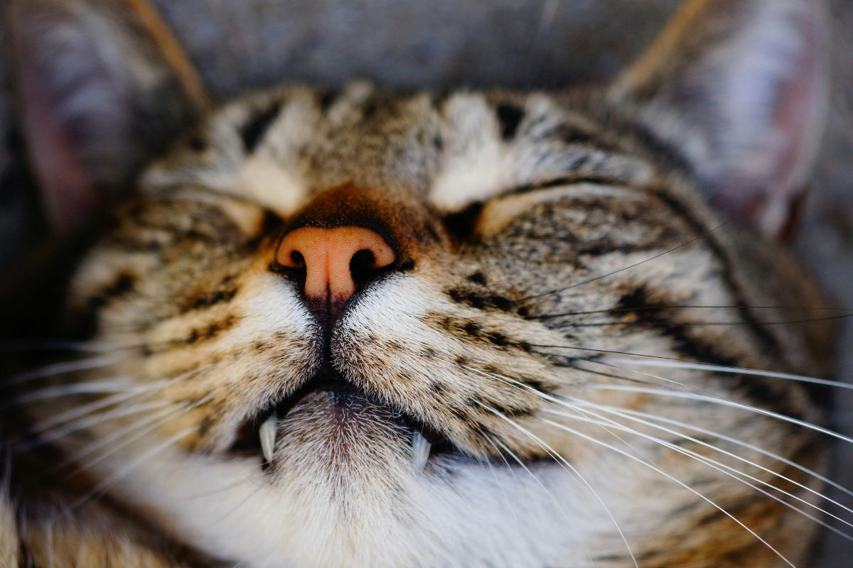 Nom de chat original et court : plus de 400 idées de prénoms pour votre félin - Muzo