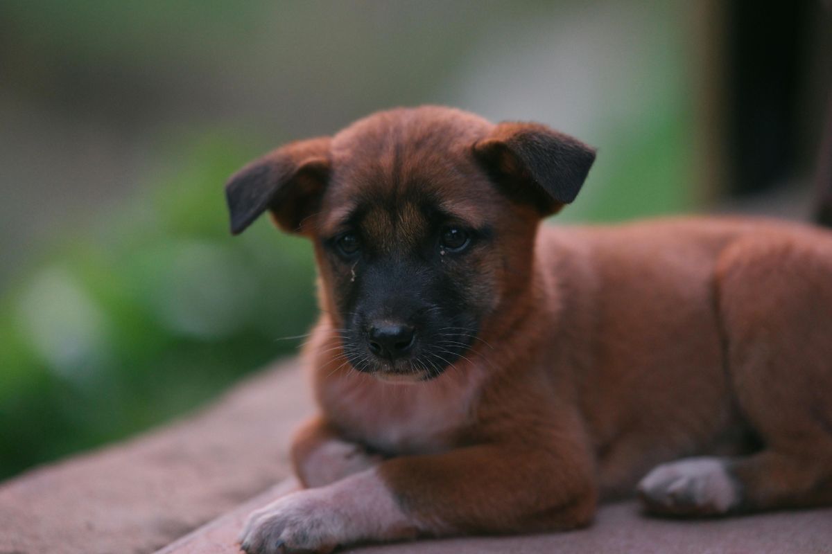 Nom de chien en V : idées, règles LOF 2026 et conseils - Muzo