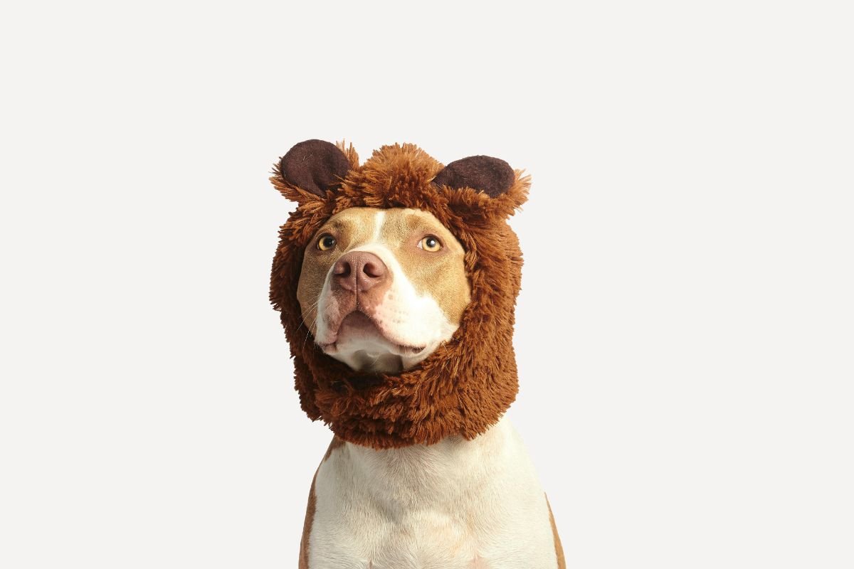 Nom de chien rigolo : idées de prénoms hilarants pour votre chien - Muzo