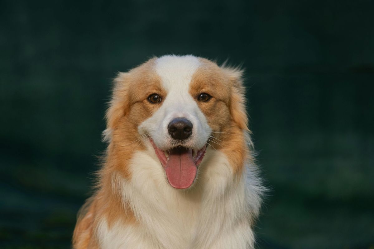 Noms de chien femelle en T : liste d'idées de prénoms - Muzo