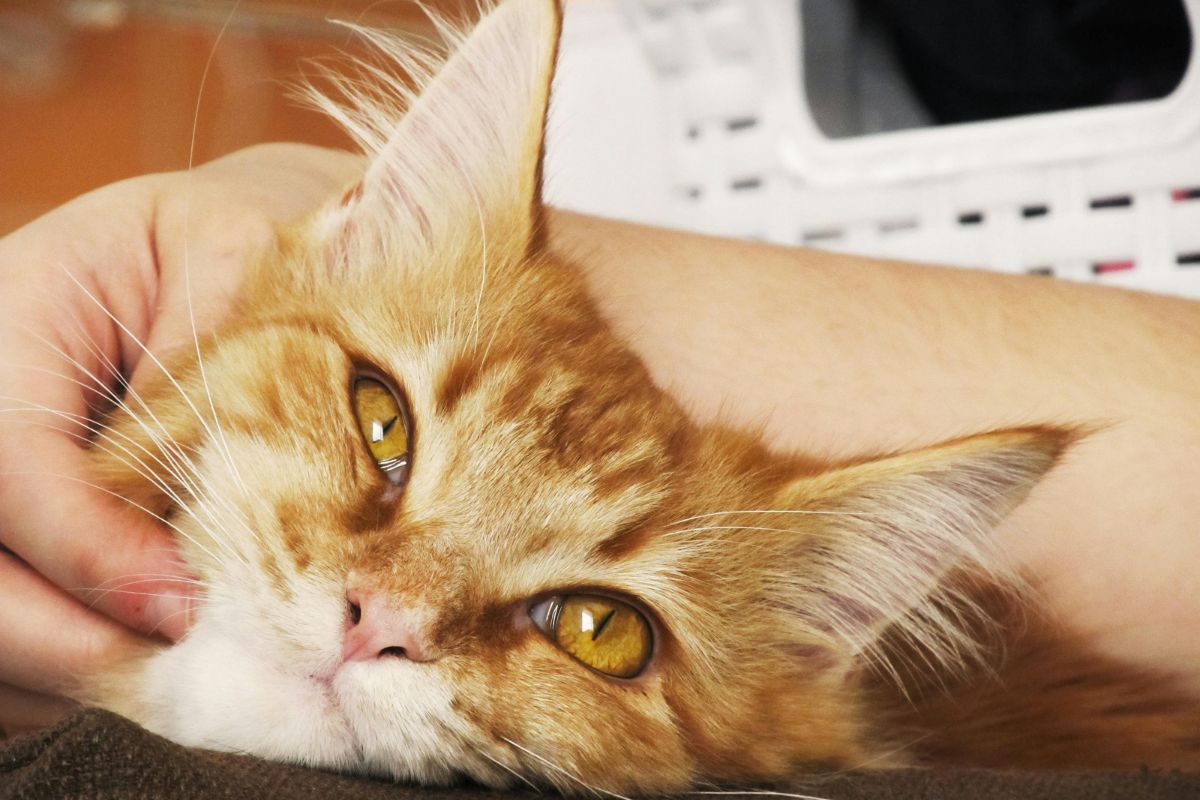 Noms pour chats roux : idées de prénoms pour votre félin - Muzo