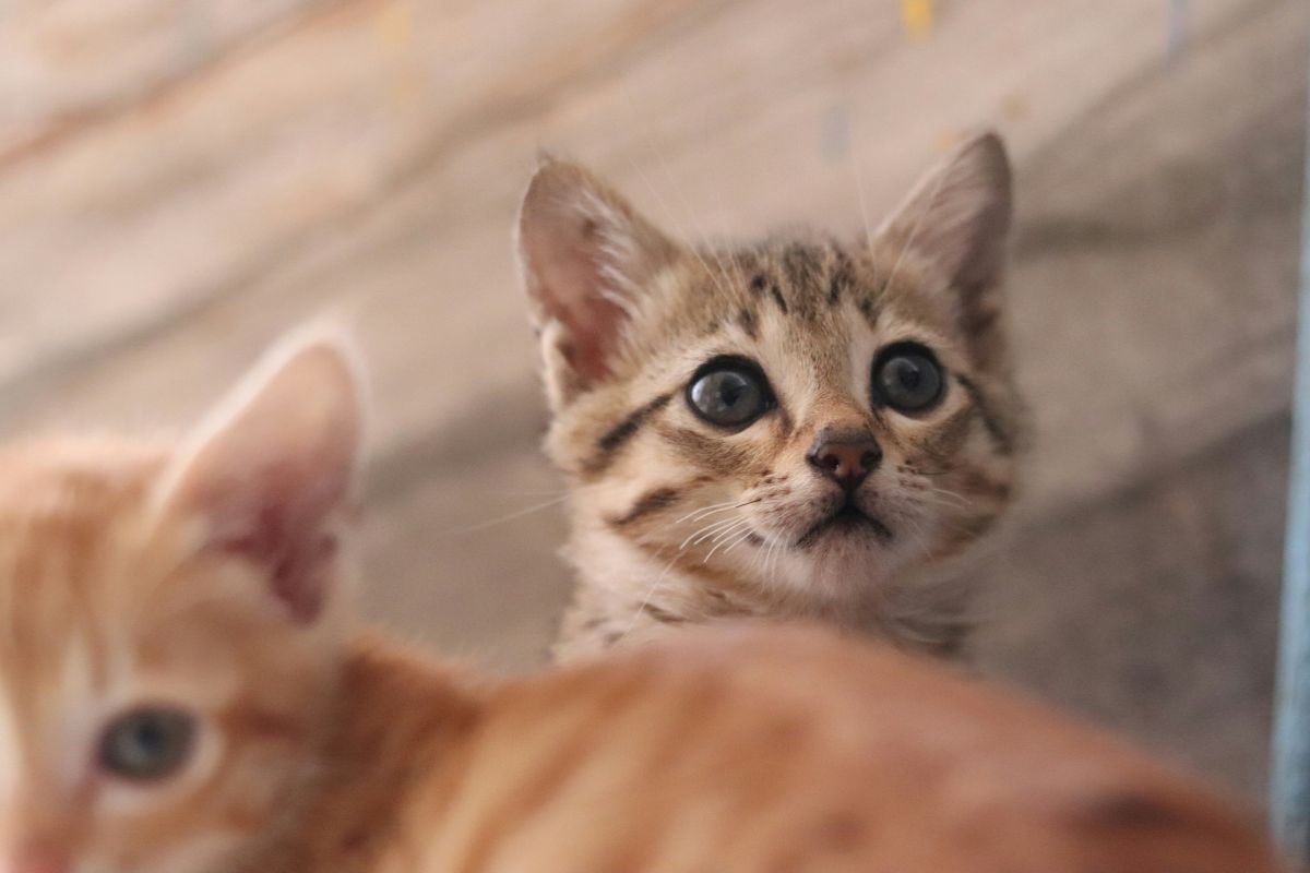 Où acheter un chaton : le guide complet pour bien choisir - Muzo