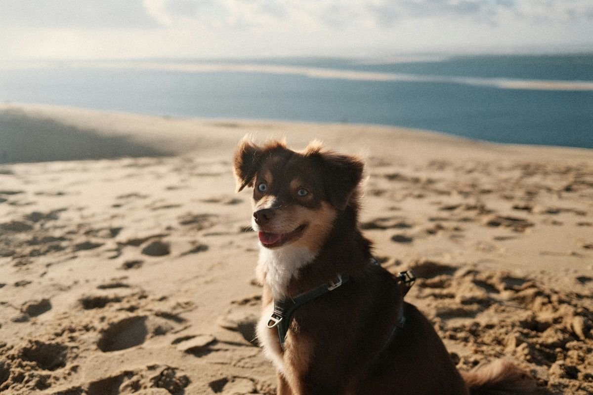 Où partir en vacances avec son chien en France ? - Muzo
