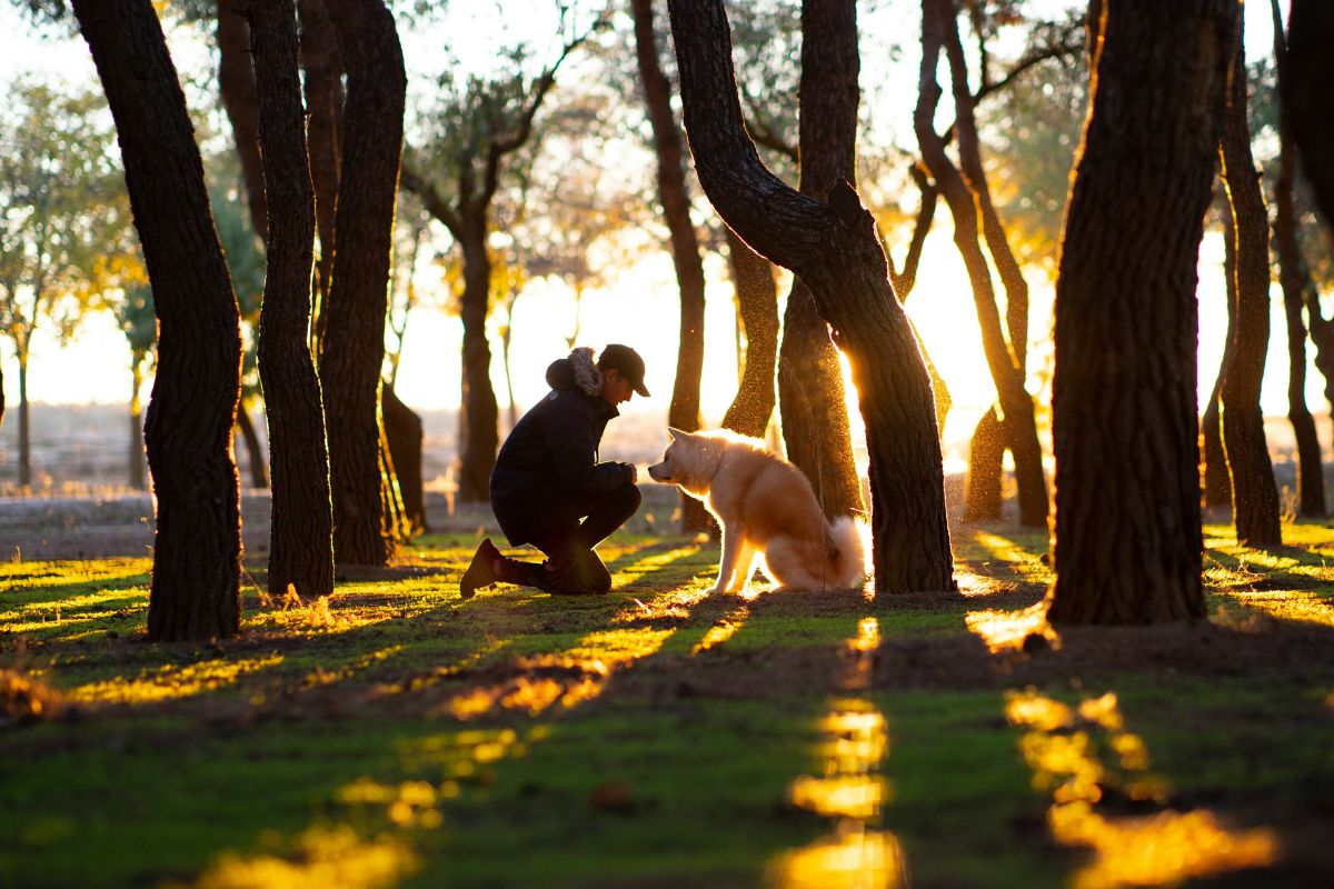 Où promener son chien sans laisse autour de moi ? - Muzo