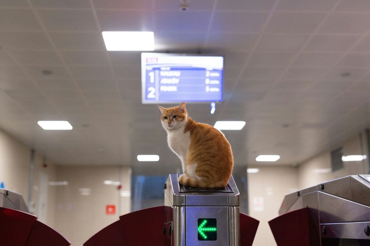 Passeport pour chat prix : tout savoir avant de voyager - Muzo