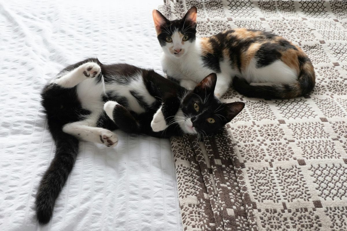 Pension pour chat prix : ce qu'il faut savoir - Muzo