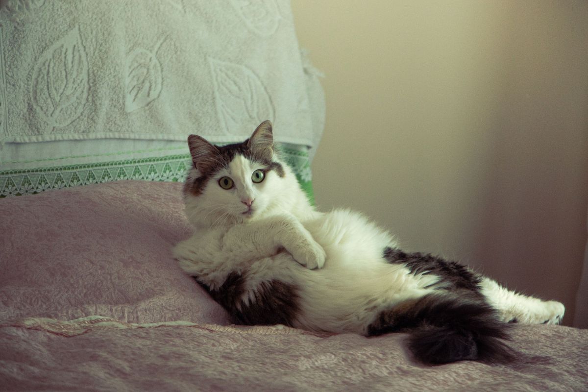 Période de chaleur chat : durée, signes et conseils - Muzo