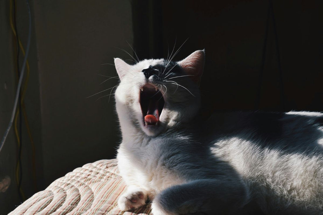 Peut-on devenir allergique au chat du jour au lendemain ? Symptômes, causes et solutions - Muzo