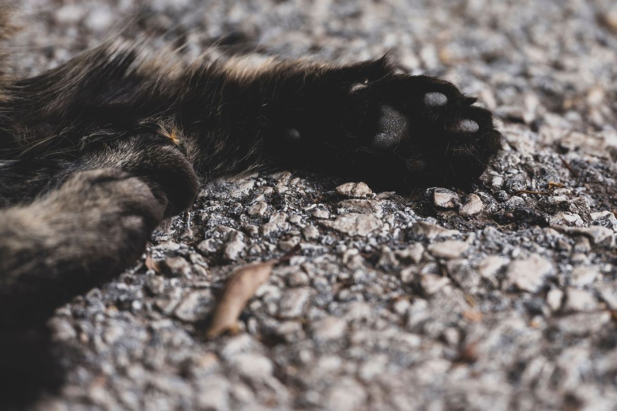 Peut-on enterrer son chat dans son jardin ? Ce que dit la réglementation - Muzo