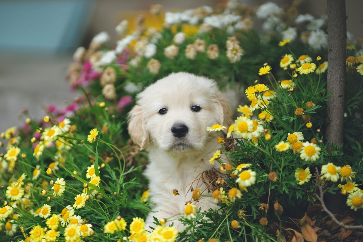 Peut on sortir un chiot de 2 mois dehors : quand et comment le faire - Muzo