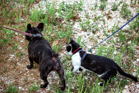 Combien de temps pour apprendre la marche en laisse
