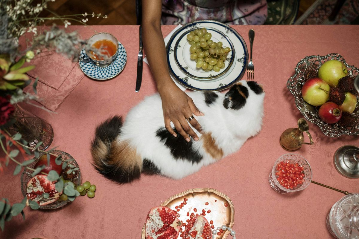 que mangent les chats