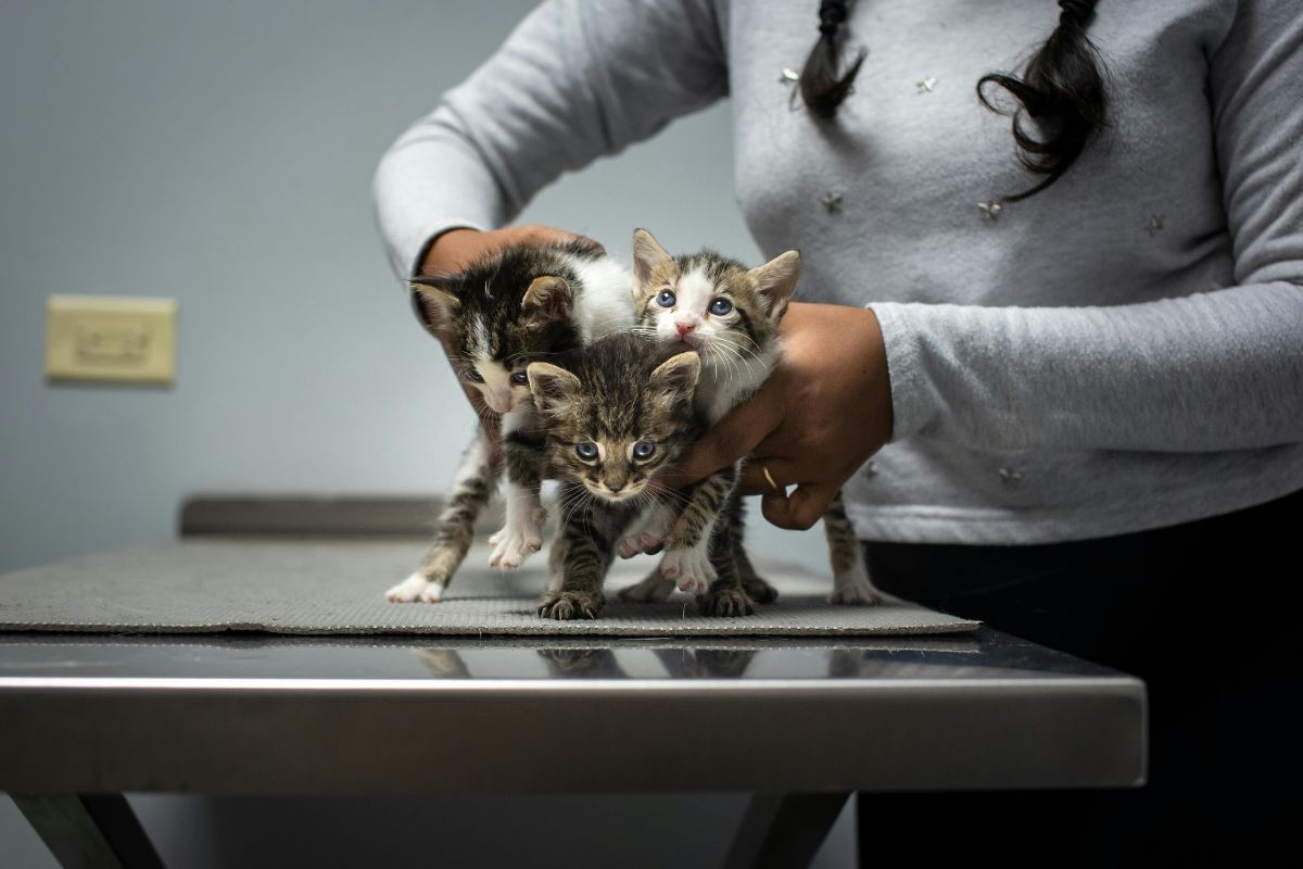 ou acheter un chat
