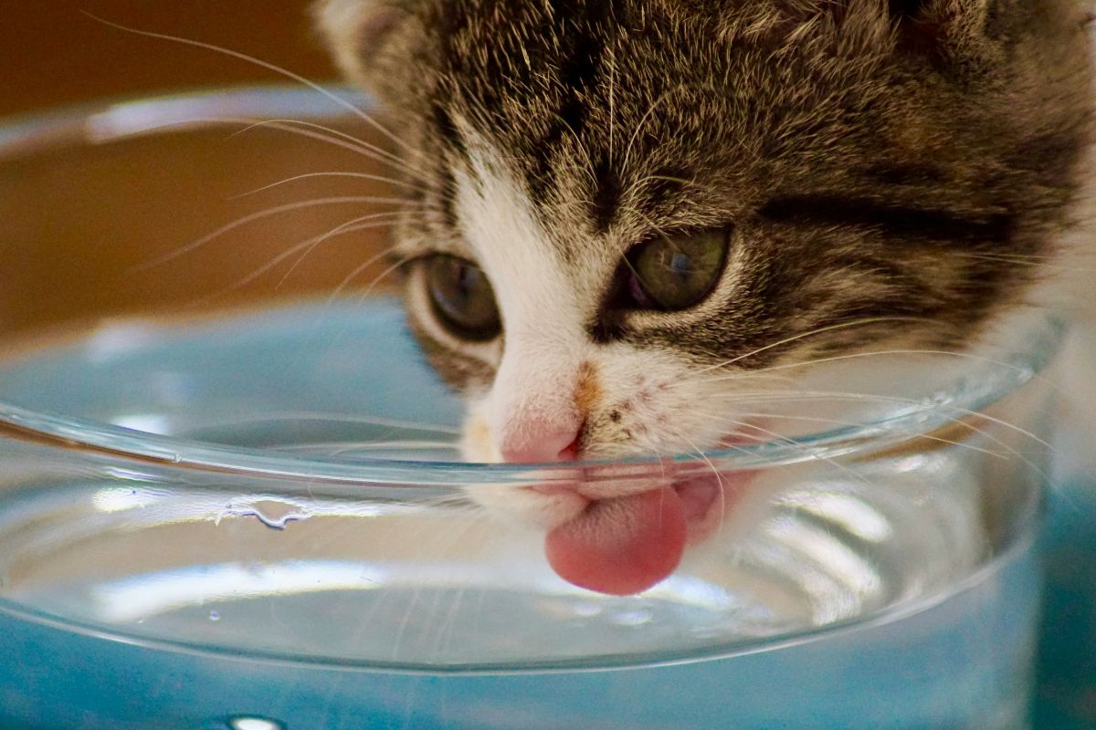 comment faire boire un chat