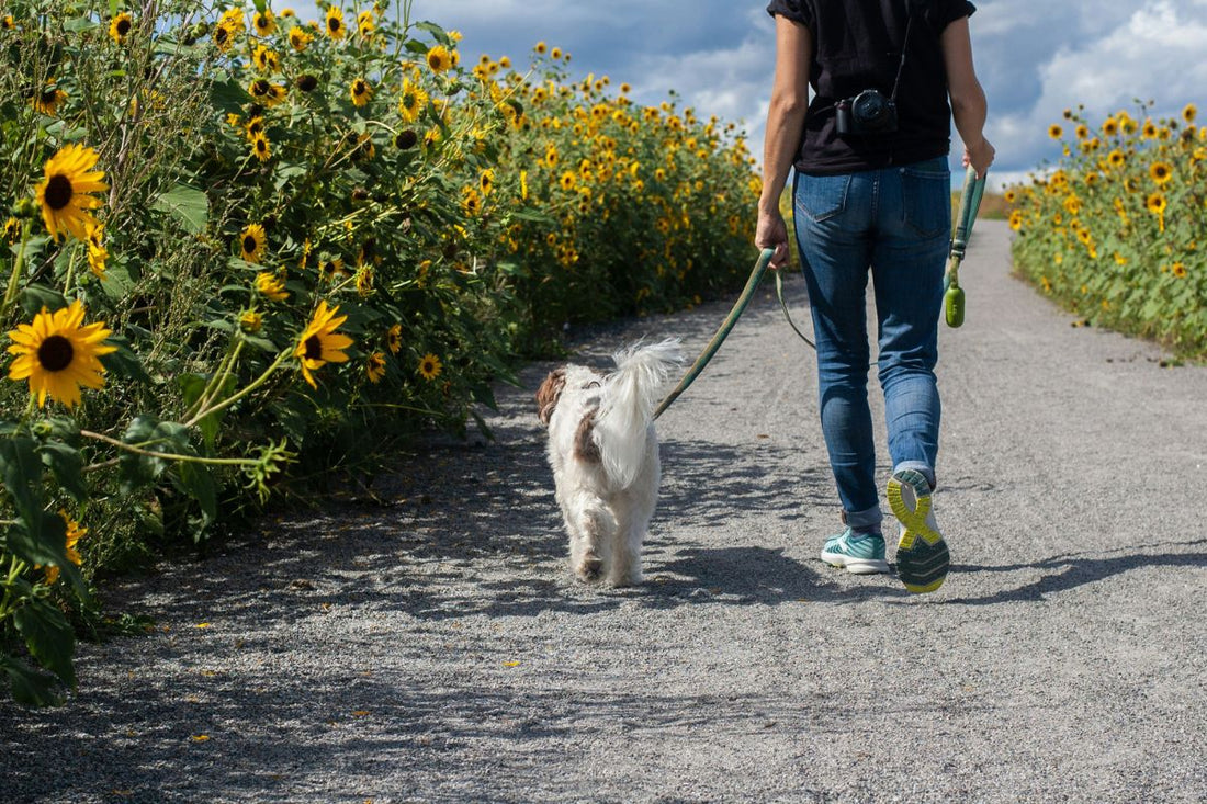 où promener son chien en liberté