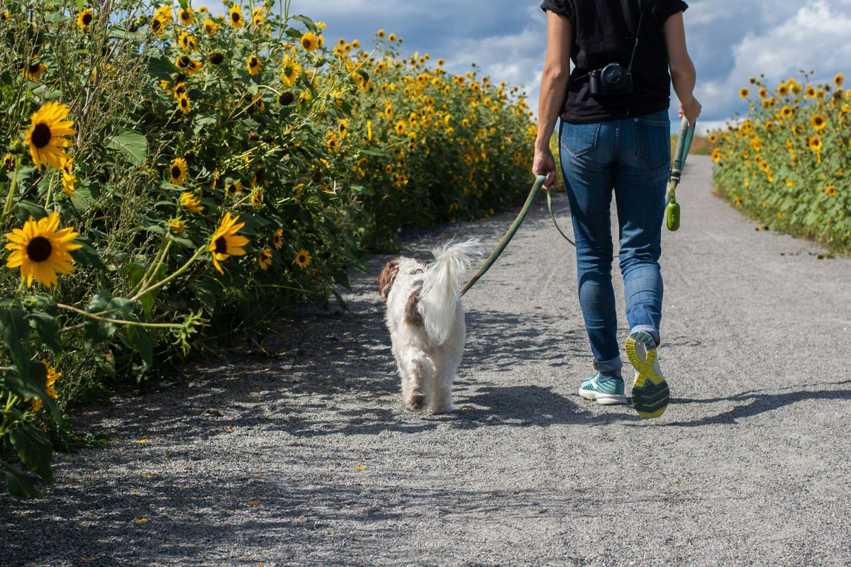 où promener son chien en liberté