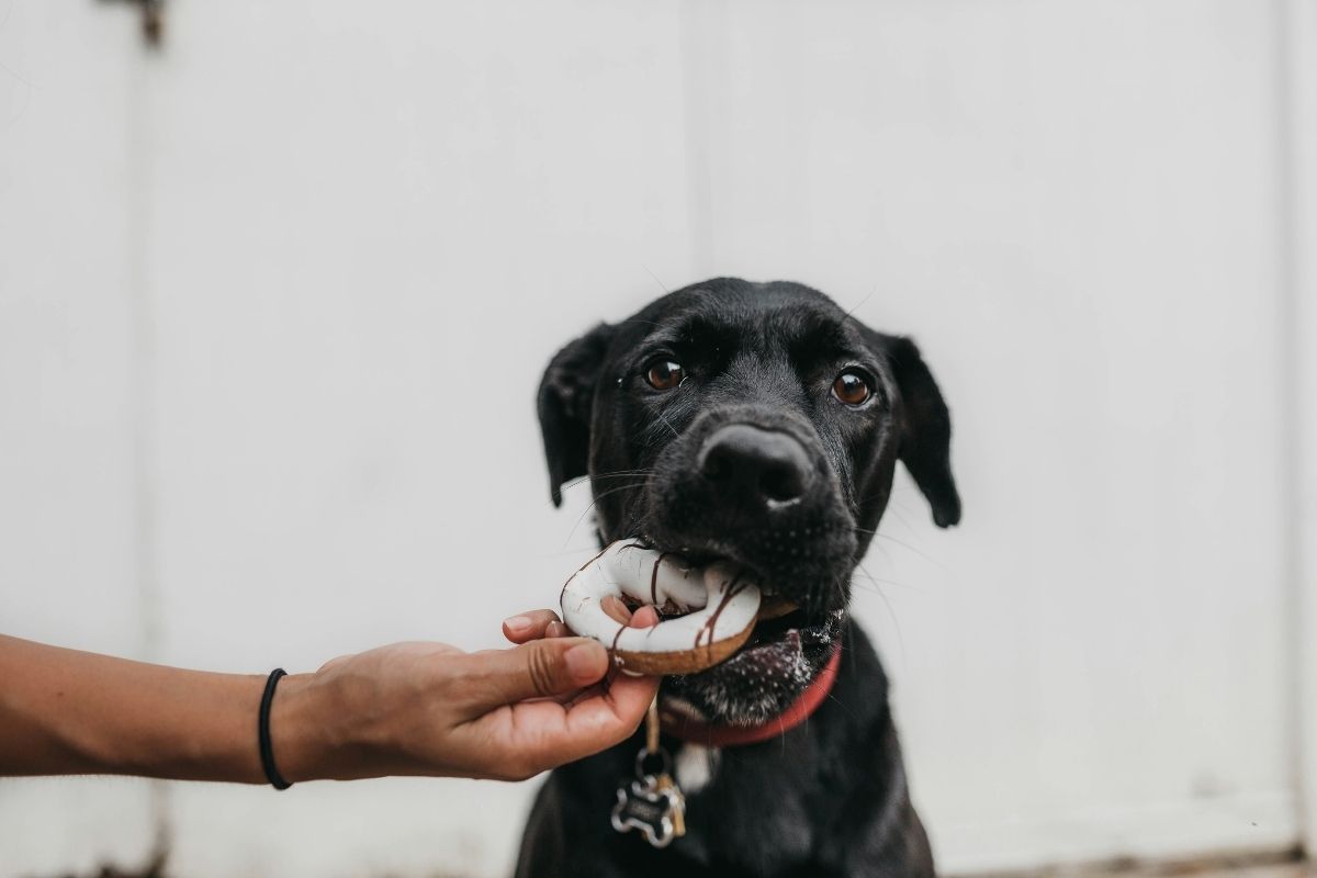 combien de temps un chien peut rester sans manger