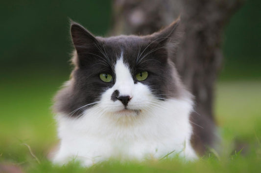 prix identification chat