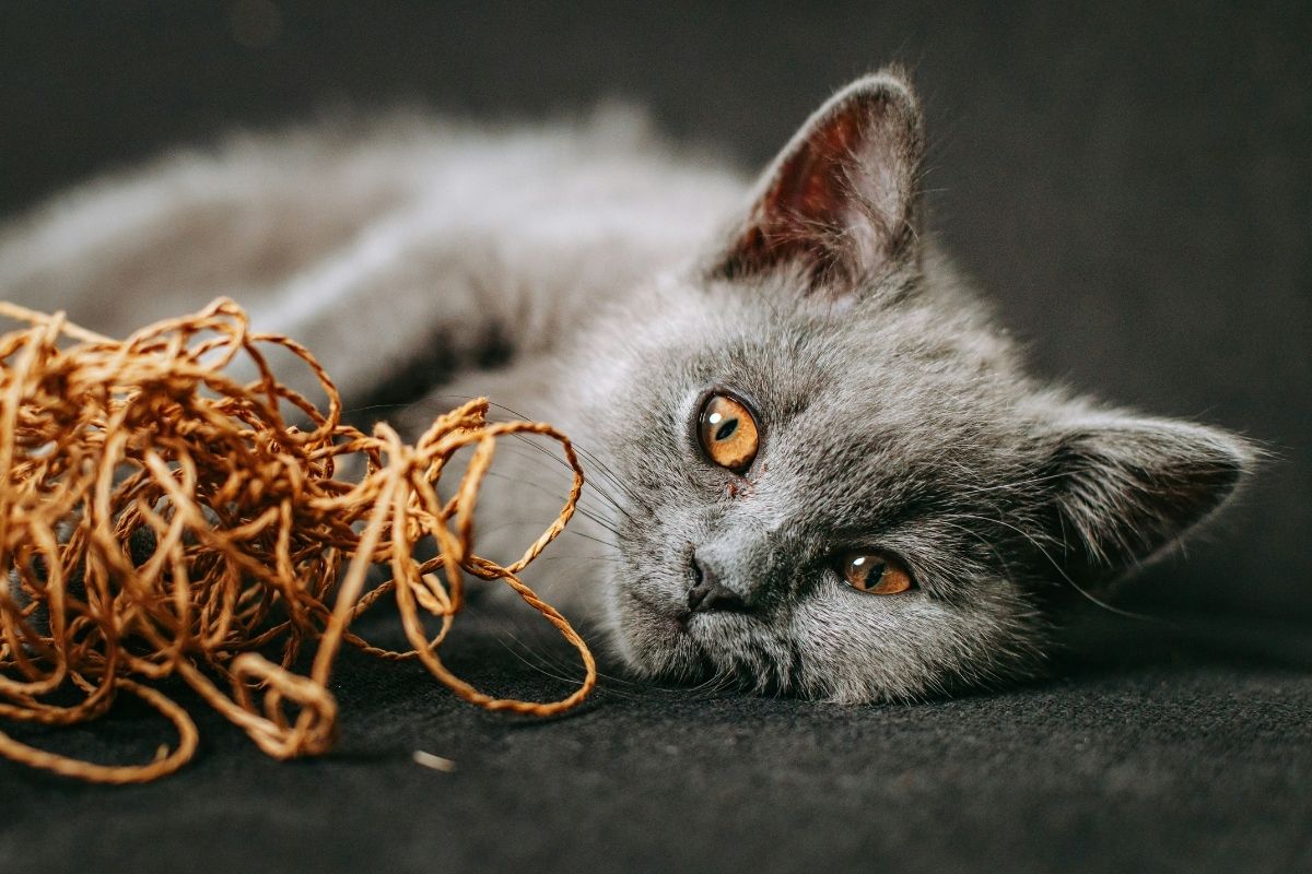 comment occuper son chat