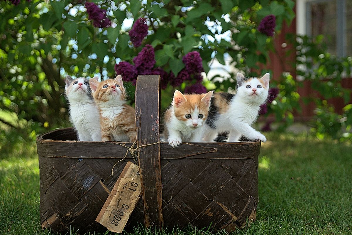 prix chaton spa